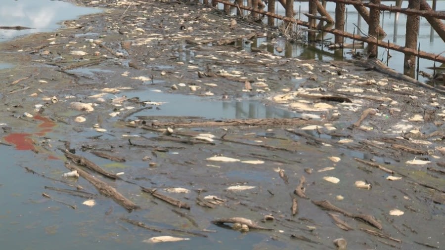 Recent conditions, planned renovations causing dead fish to appear in Lake Conway