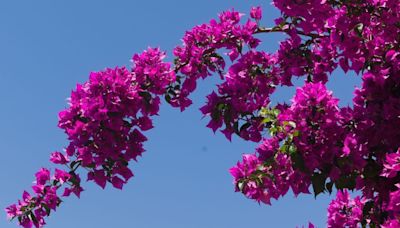 Bougainvilliers : ces 5 règles d'or pour en prendre soin après l'été et garder une floraison incroyable cet hiver