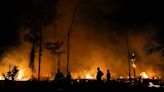 Los incendios en los humedales de Brasil alcanzaron un récord en 2024