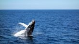 Une baleine saute hors de l’eau et atterrit sur un bateau de plaisance, la vidéo fait un carton sur X