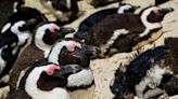 Baseball legend gives thumbs up to Maryland baby penguin with his name. See chick