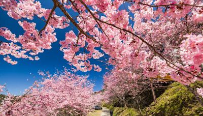 【賞花之旅】北橫櫻花季，粉紅世界浪漫追櫻去！