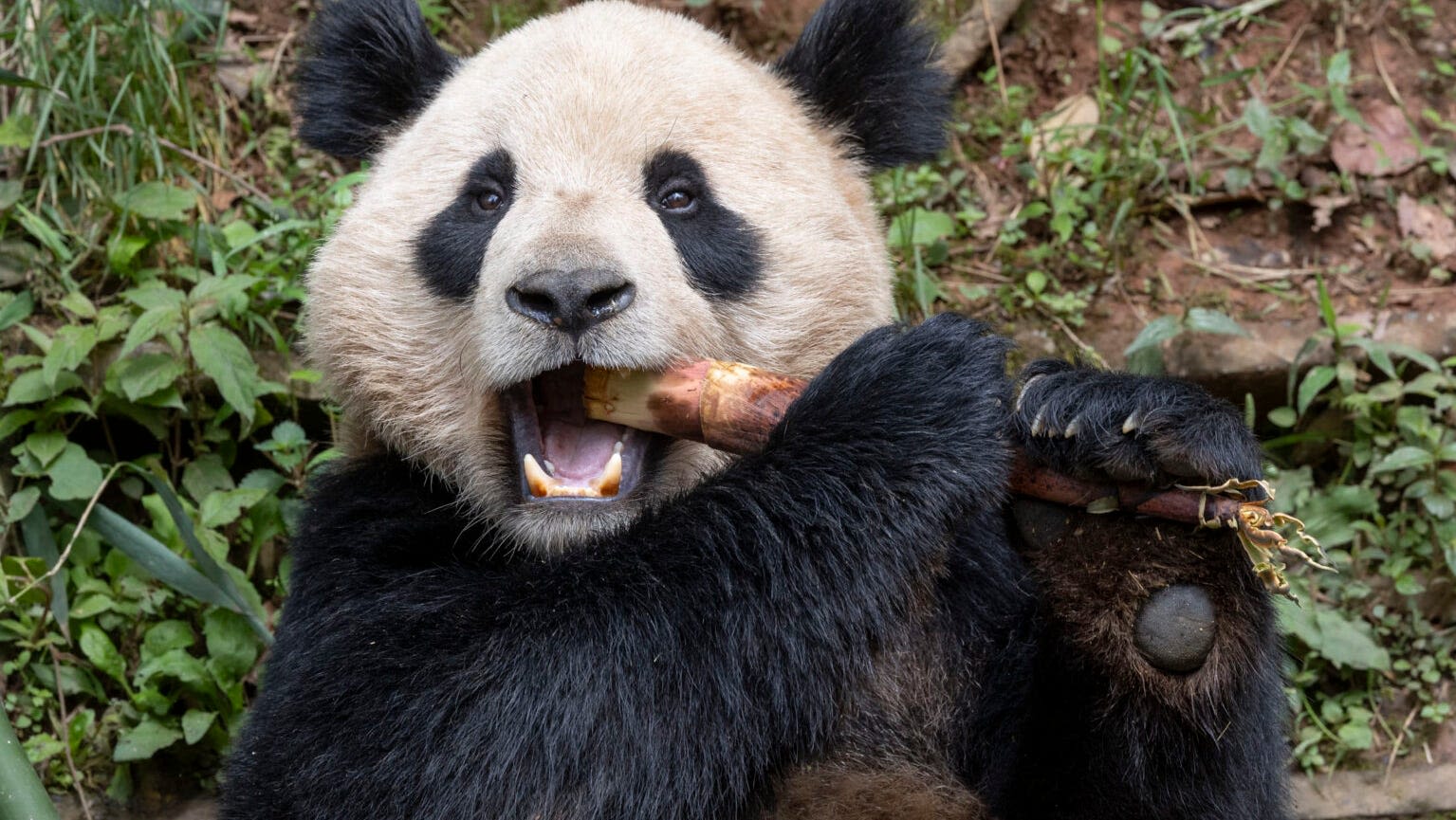 Two pandas are preparing to head to San Diego Zoo from China