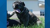 No long walks or play needed; This 8-year-old Cane Corso mix is looking for a family that wants to relax with her