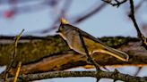 Last Green Valley chief ranger: The joy of bird watching, and how we can protect them