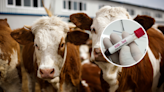 Bird flu in US cows part of wider trend—"We have moved into new territory"