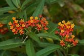 Asclepias curassavica