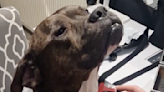 This dog getting a fake haircut is the funniest and sweetest thing