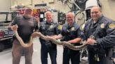 Watch: A monstrous python gets trapped by cops with golf clubs at a Florida golf course