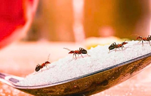 Get rid of ants for good this summer using 4 unusual items around your home