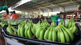 Arancel cero para banano en Corea del Sur impulsa que exportaciones de Ecuador se tripliquen en 2024