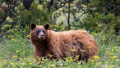 Man, 35, Attacked by Bear on Popular Trail at Glacier National Park, Then Hikes Over a Mile to Meet Helicopter