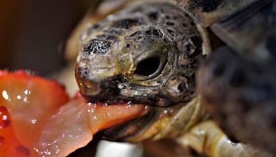 Les tortues ont-elles des dents ?