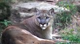 Mountain lion kills man in Northern California in state's first fatal attack in 20 years