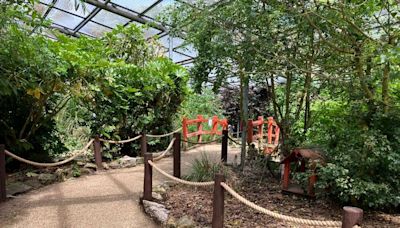 A visit to East Park Zoo in summer is a delight of monkeys and multicoloured birds