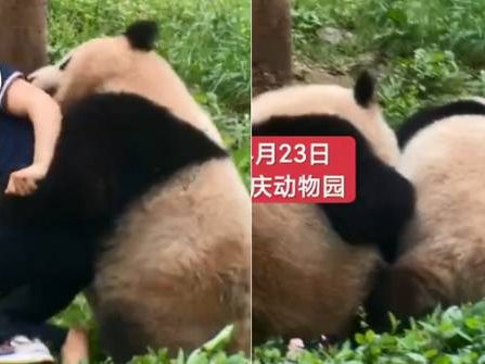 重慶飼養員遭2熊貓突襲被壓倒在地！遊客急喊：不要傷害奶媽