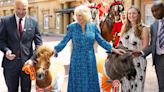 Queen Camilla's three hilarious words while patting horses and donkeys at event