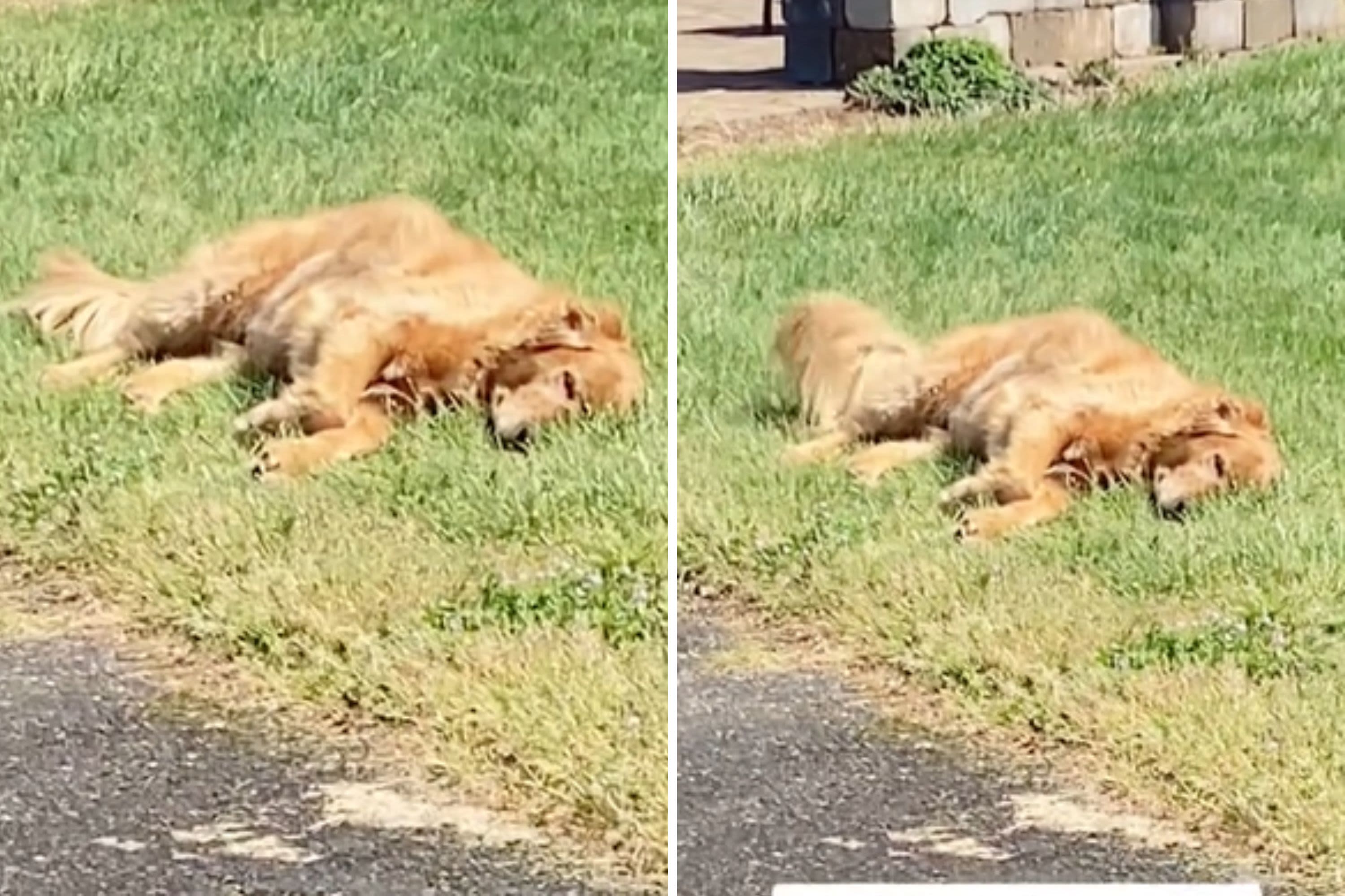 Watch as golden retriever refuses to leave grandma's house "every time"