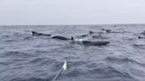 Pod of whales surrounds rower in Atlantic Ocean: ‘So scary’