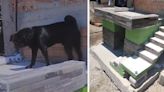 Dueña construyó minivivienda para su perrito y usuarios dicen: “Firulays con casa propia”