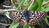 Edith’s checkerspot butterfly: Checkered past, uncertain future