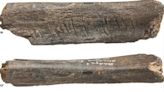 Engraved Bone Of Prehistoric Bear Is The Oldest Example Of Neanderthal Culture