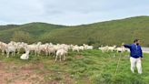 383 cabras desbrozan de modo natural y sostenible el monte con Reactiva Brañosera