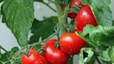 Consumer tomato prices might rise in July as battle with Mexico heats up