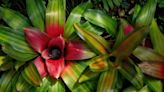 Neoregelia Bromeliads Are Stunners in Houseplant Collections—How to Grow Them