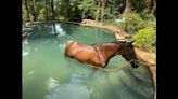 Horse frightened by storm gets stuck in a pool, photos show. Then NC rescuers show up