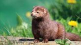 Some 10,000 Mink Loose, Missing After Vandalism At Ohio Farm