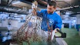 El Oceanogràfic recupera 30 corales procedentes de redes de pesca en Castellón