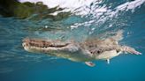 Snorkeler Fights Off Crocodile After it Clamps Jaws On His Head: ‘I Thought It Was a Shark’