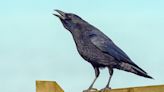 Crows Rival Human Toddlers in Counting Skills