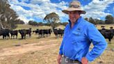 Australian sheep, cattle prices slump as El Nino scorches pastures