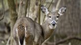 Fatal 'zombie deer' disease found in West Virginia national historic park