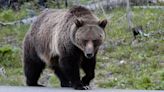 Grizzly bears will be actively restored to WA's North Cascades