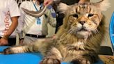 Em feira de felinos em SP, tutora atualiza peso de gato brasileiro candidato a maior do mundo: 'está com 12,8 kg'