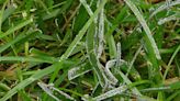 Strange-looking blobs appear in Colorado lawns after heavy rain