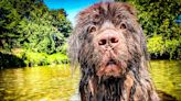 Watch enormous water-loving Newfoundland dog hijack a paddleboard