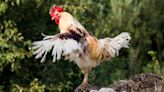 Is a Rooster a Chicken? Can a Chicken Become a Rooster?