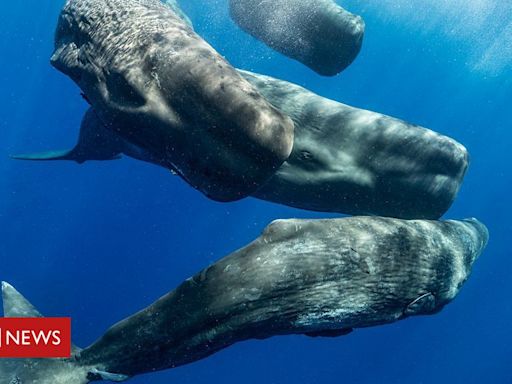Inteligência artificial: o 'alfabeto' das baleias cachalotes revelado por IA