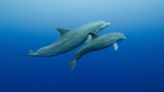 Dolphin Moms Use Baby Talk Around Their Calves, New Research Suggests