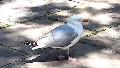 Shoplifting seagull banned for stealing packets of crisps