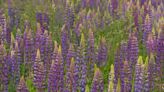 All about Lupine | Gardening with Gutner