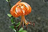 Lilium lancifolium