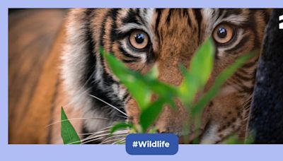 This photographer spent eight years documenting five generations of Machli, the Queen of Ranthambore