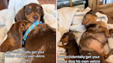 Owner "accidentally" gets dachshund his very own dog with hilarious results