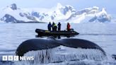 Following Antarctic whales for climate change clues