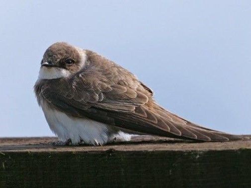 Visitors asked to help track sand martin nesting
